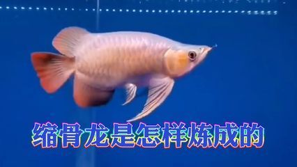 50公分的紅龍魚幾天喂一次可以減肥 龍魚百科