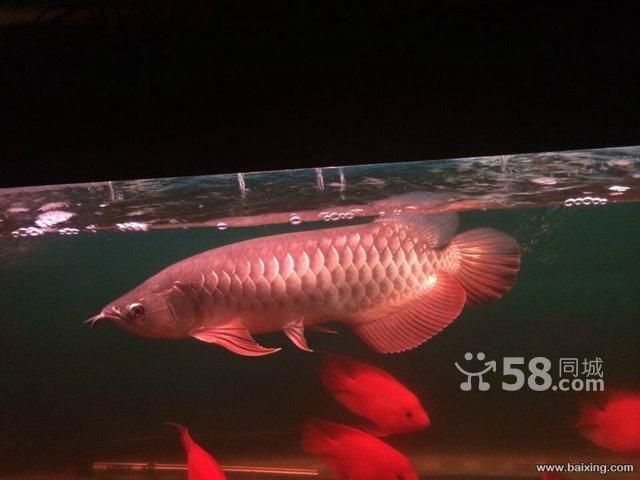 50公分金龍魚 龍魚百科