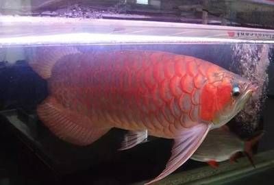 紅龍魚(yú)胖了怎么辦