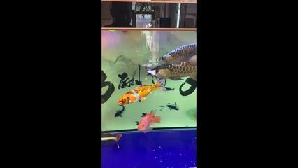 龍魚吃了一條比較大的魚會噎死嗎_ 龍魚百科