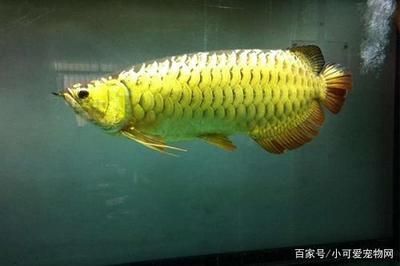 金龍魚喂食什么可以增加顏色深淺 龍魚百科