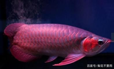 紅龍魚吃什么小魚好呢