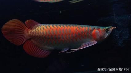 紅龍魚血統(tǒng)