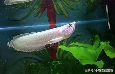 家庭養(yǎng)銀龍魚,幾條合適呢 龍魚百科