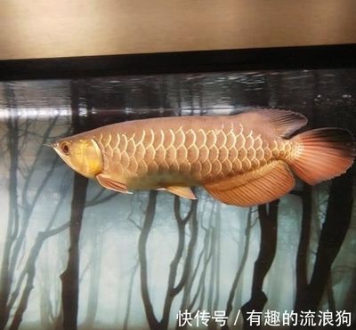 金龍魚(yú)吃的小魚(yú)有細(xì)菌怎么處理 龍魚(yú)百科