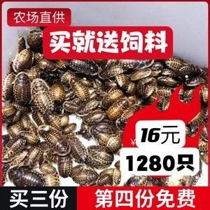 龍魚吃的昆蟲用什么殺菌藥好