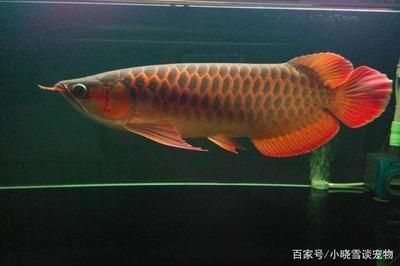 紅龍魚多長時間喂一次