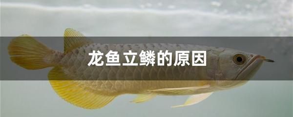 龍魚(yú)吃維生素片好嗎怎么吃 龍魚(yú)百科