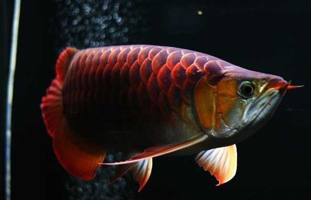 紅龍魚家養(yǎng)一般的能養(yǎng)幾年 龍魚百科