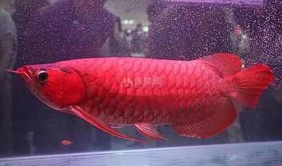 紅龍魚風(fēng)水學(xué)說法是什么 龍魚百科