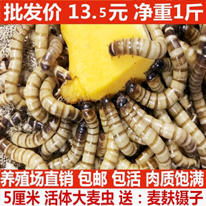 金龍魚吃什么飼料最好養(yǎng)殖