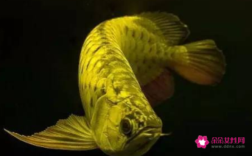 金龍魚(yú)的寓意和象征是什么意思 龍魚(yú)百科