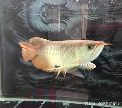 龍魚(yú)多少一條比較好養(yǎng)活 龍魚(yú)百科