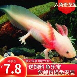 龍魚吃錦鯉飼料沒事吧怎么回事兒 龍魚百科