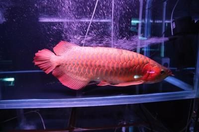 紅龍魚(yú)用什么燈最好看呢 龍魚(yú)百科