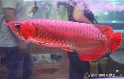 紅龍魚(yú)主食喂什么最好養(yǎng)魚(yú) 龍魚(yú)百科