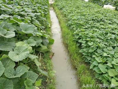 金龍魚養(yǎng)殖基地 龍魚百科