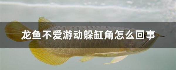 龍魚(yú)不愛(ài)游動(dòng)怎么回事兒呀