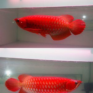 金龍魚4厘米魚苗價(jià)格 龍魚百科