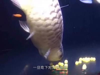 龍魚(yú)不太肯游怎么回事兒 龍魚(yú)百科