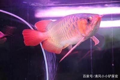 龍魚多少度的水溫合適養(yǎng)魚 龍魚百科