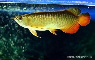 紅龍魚價格暴跌原因分析圖表 龍魚百科