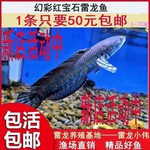 紅帝王雷龍魚苗怎么喂 龍魚百科