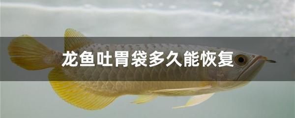 龍魚并須多久恢復(fù)