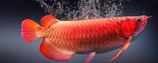 紅龍喂活魚注意事項和禁忌 龍魚百科