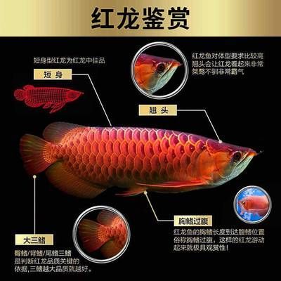 金龍魚的鑒賞