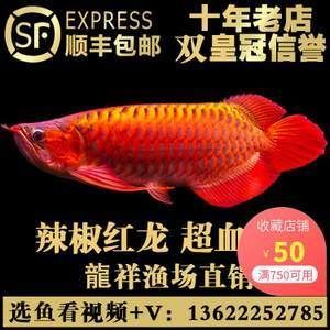 紅龍魚批發(fā)