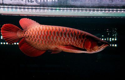 海水紅龍幼魚(yú) 龍魚(yú)百科