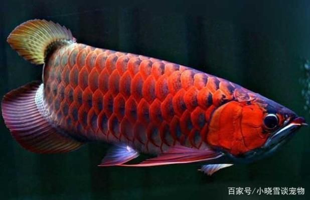 紅龍魚魚缸底色不均勻