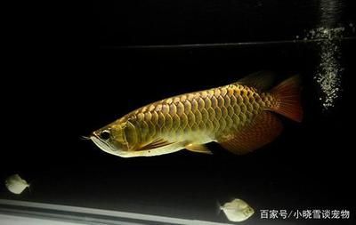 金龍魚怎么養(yǎng)金色好 龍魚百科