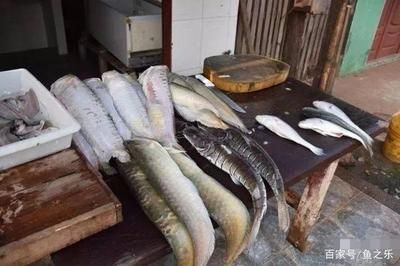 國內最大的龍魚市場是哪里 龍魚百科