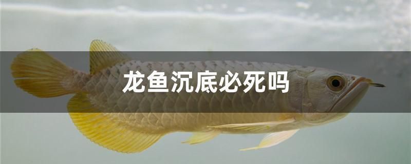 龍魚病了沉到水底了還能活嗎