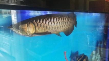 金龍魚吃小虎魚嗎會(huì)死嗎