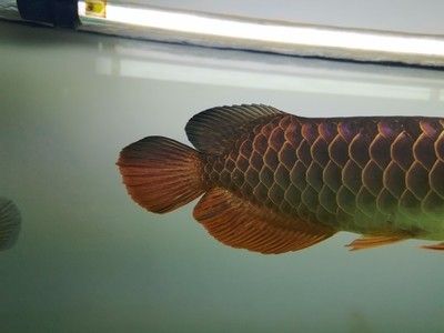 龍魚發(fā)黑 龍魚百科