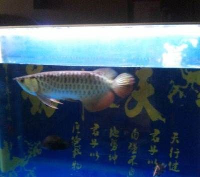 金龍魚和虎魚經(jīng)常打架