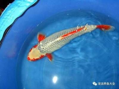 龍魚吃錦鯉肉嗎好嗎 龍魚百科