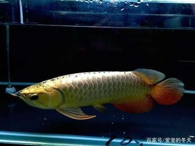 龍魚多少度水溫合適養(yǎng)殖呢 龍魚百科