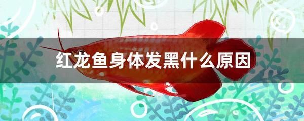 紅龍魚顏色變黑 龍魚百科