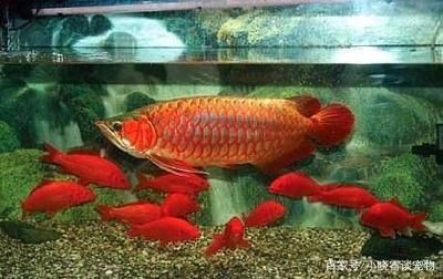 紅龍魚和金龍魚哪個好 龍魚百科