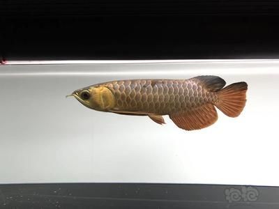 龍魚抱卵擋災(zāi) 龍魚百科