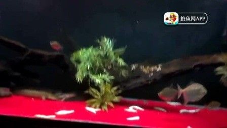 龍魚的養(yǎng)護與鑒賞方法 龍魚百科