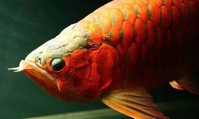 紅龍魚(yú)常見(jiàn)病及治療方法 龍魚(yú)百科