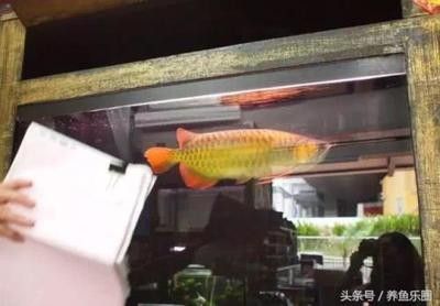 龍魚多少度合適養(yǎng)魚