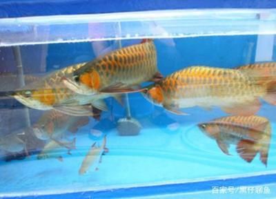 龍魚的混養(yǎng) 龍魚百科