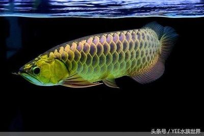 龍魚的飼料配方比例圖表大全 龍魚百科