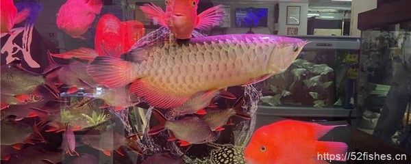 龍魚掉眼是什么